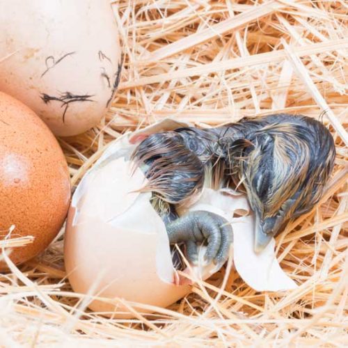 Hatching Your Own Chicks
